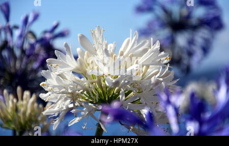 Closeup photo of Lily of the Nile, also called African White Lily flower (Agapanthus Africanus) in Australia. White Agapanthus flowering plant in summ Stock Photo