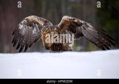 Golden Eagle (Aquila chrysaetos) landing in the snow Stock Photo