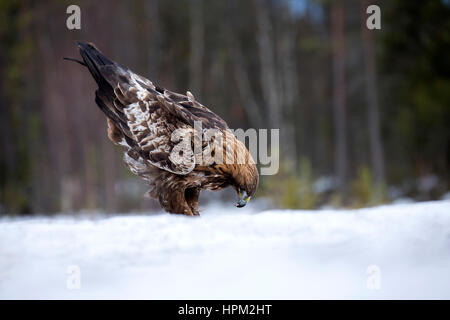 Golden Eagle (Aquila chrysaetos) feeding in the snow Stock Photo