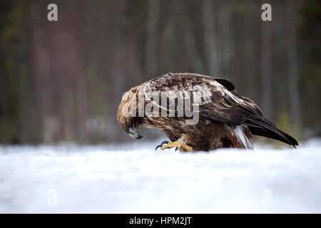 Golden Eagle (Aquila chrysaetos) in the snow Stock Photo