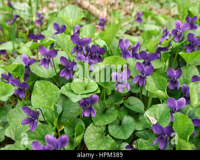 Viola odorata Stock Photo