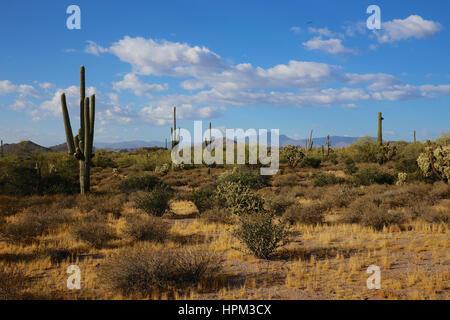 Saguaro cactus Arizona dry desert landscape at Lost Dutchman State Park outside of Phoenix in summer Stock Photo