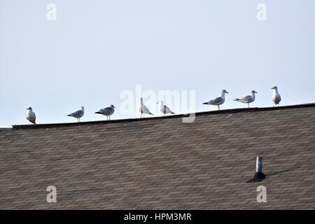 Gull's (Laridae) standing on top of a building Stock Photo