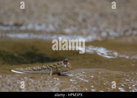 A Barred Mudskipper (Periophthalmus argentilineatus) in the mud at Bako National Park, Sarawak, East Malaysia, Borneo Stock Photo