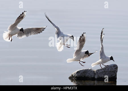 Landing sequence of a common black head seagull on a rock Stock Photo