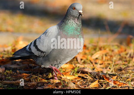 feral pigeon walking on faded leaves in the park ( Columba livia ) Stock Photo