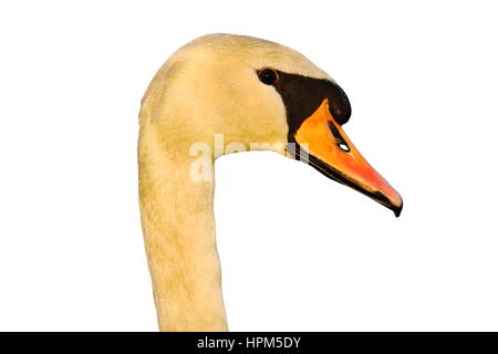 portrait of mute swan isolated over white background ( Cygnus olor ) Stock Photo