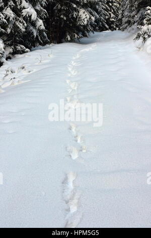 wild wolf tracks in big snow in Apuseni mountains, Romania, one of the last places with wild big carnivores in Europe Stock Photo