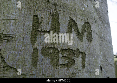 Initials and date carved on a beech tree, Gloucestershire, UK Stock Photo