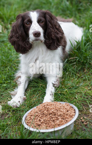 SURREY, UNITED KINGDOM. February 19 2017. ’Tilly’, owned by Rachel Gather, 41, is pictured laying patiently in front of a bowl full of dog biscuits Stock Photo