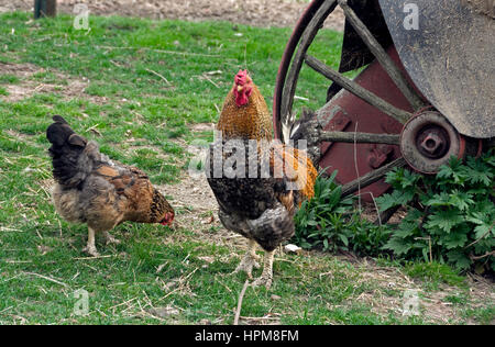 Domestic chickens, rooster and hen, Gallus gallus domesticus in farmyard Stock Photo