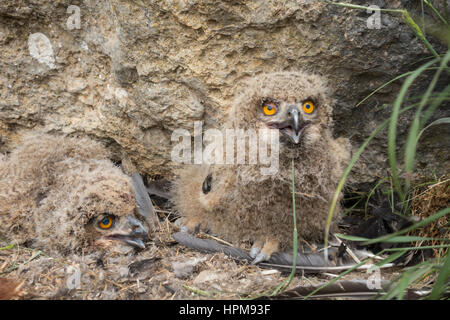 Deux jeunes hiboux au nid. Bubo bubo Stock Photo