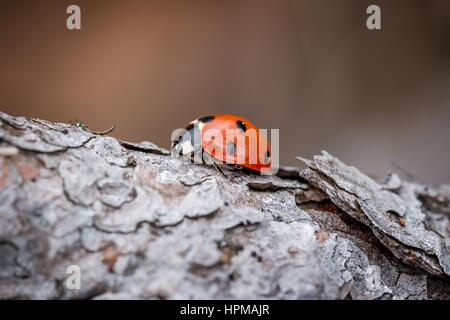 Macro photograph of a laybird from the side on pinewood Stock Photo