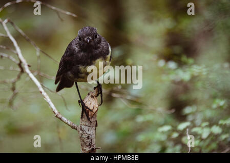 South Island Robin, New Zealand Stock Photo