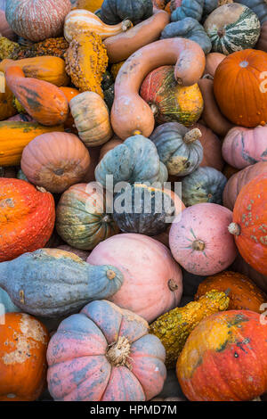 Close up of fall display of pumpkins, gourds and flowers at Hershberger's Farm in Millersburg, Ohio, USA. Stock Photo