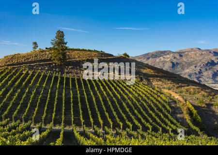 Vineyard near Okanagan Lake near Summerland British Columbia Canada with hills and blue sky in the background Stock Photo