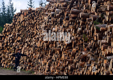 Lone Hiker Leaning on Large Pile of Cut Wood in Inshriach Forest on the East Highland Way Speyside in the Scottish Highlands, Scotland, UK. Stock Photo