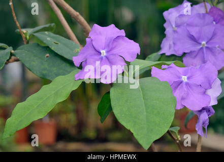Vegetable Mercury or Manaca - Brunfelsia uniflora syn. Brunfelsiana hopeana, syn. Franciscea hopeana From Tropical South America Stock Photo