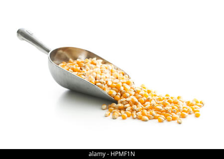 The corn seeds in metal scoop. Stock Photo