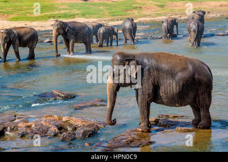 Elephants pack bathing in the river. National park. Pinnawala Elephant Orphanage. Sri Lanka. Stock Photo