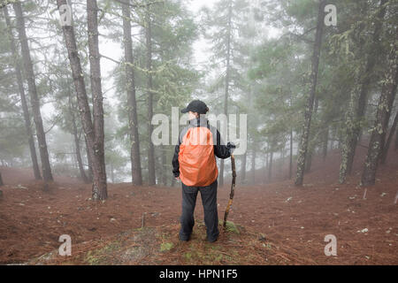 Mature female hiker in misty Pine forest in mountains on Gran Canaria, Canary Islands, Spain. Stock Photo