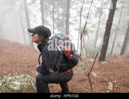 Mature female hiker in misty Pine forest in mountains on Gran Canaria, Canary Islands, Spain. Stock Photo