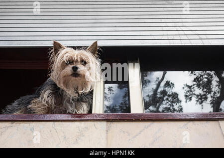 Yorkshire Terrier on city apartment window ledge. Spain Stock Photo
