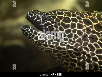 Laced moray eel (Gymnothorax favagineus) with mouth open. Fish, aka the leopard moray, tessellate moray or honeycomb moray, in family Muraenidae Stock Photo