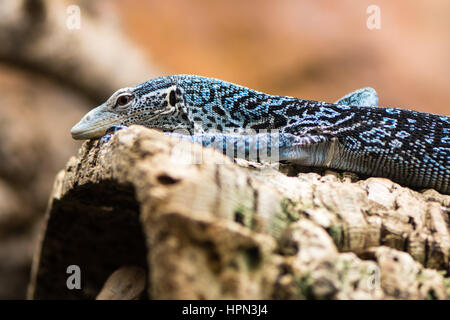 Blue tree monitor (Varanus macraei) on branch. Arboreal monitor lizard in family Varanidae, aka blue-spotted tree monitor, from Batanta, Indonesia Stock Photo