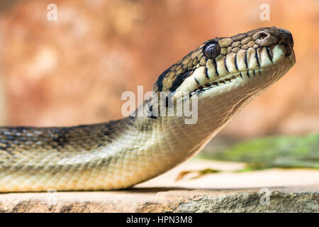 Amethystine python (Morelia amethistina) head and neck raised. Large snake in family Pythonidae, found in Indonesia, Papua New Guinea and Australia Stock Photo