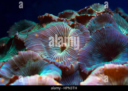 Mushroom anemone (Discosoma sp.) oral discs. Colourful corallimorphs in marine aquarium, aka mushroom coral and disc anemone, in family Discosomatidae Stock Photo