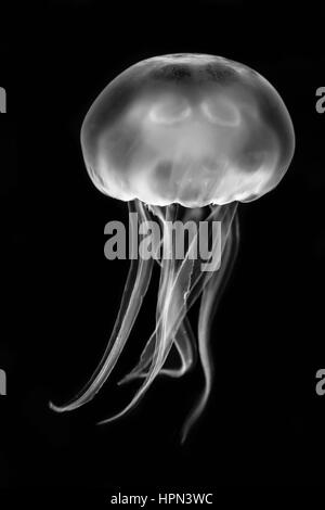 Moon jellyfish (Aurelia aurita) black and white. Medusae swimming in aquarium lighting, in the family Ulmaridae