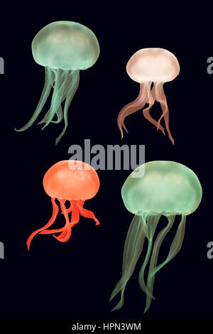 Coloured moon jellyfish (Aurelia aurita). Medusae against dark background coloured by aquarium lighting, in the family Ulmaridae