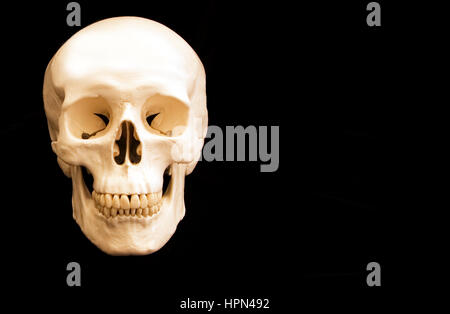 human skull with copy space Stock Photo