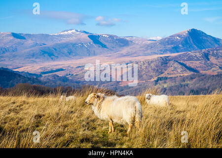 Welsh sheep in country side on moorland hillfarm in mountains of Snowdonia National Park with Carneddau in distance. North Wales, UK, Britain. Stock Photo