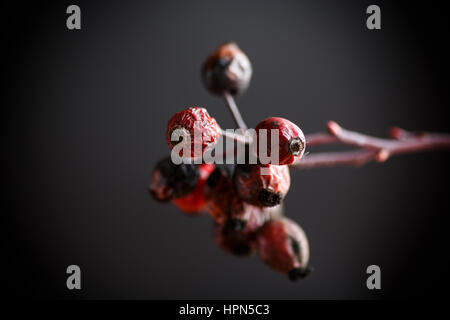Dried red rose hips on a black background Stock Photo