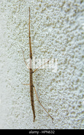 Stick Insect (Phasmida) in a wall of a forest shelter. Bach Ma National ...