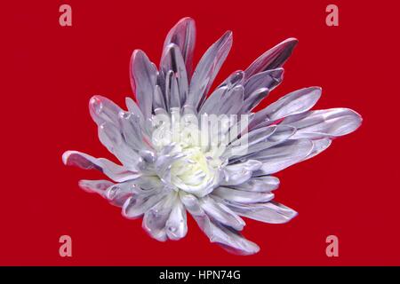 Gerbera daisy with red background Stock Photo