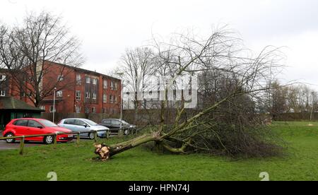 An uprooted tree at Thackerys Lane Recreation ground in Nottingham, as flights have been cancelled and commuters were warned they faced delays after Storm Doris reached nearly 90mph on its way to batter Britain. Stock Photo