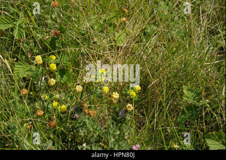 Hop Trefoil, Trifolium campestre Stock Photo