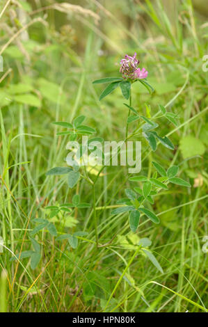 Zigzag Clover, Trifolium medium Stock Photo