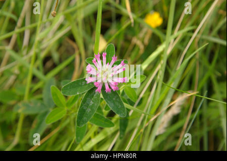 Zigzag Clover, Trifolium medium Flower-head Stock Photo