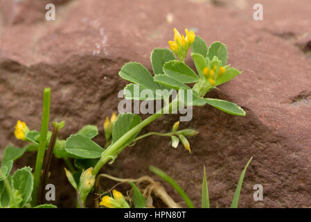 Slender Trefoil, Trifolium micranthum Stock Photo