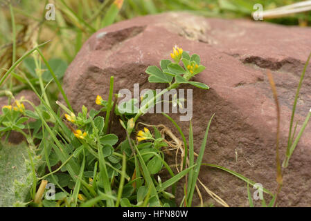 Slender Trefoil, Trifolium micranthum against a rock Stock Photo