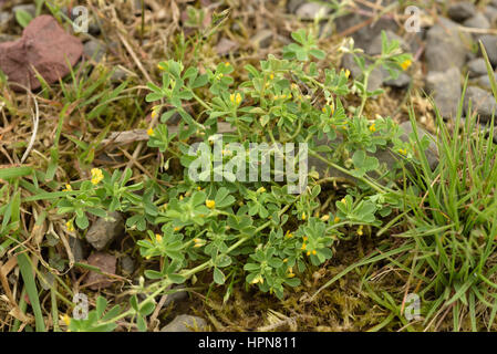Slender Trefoil, Trifolium micranthum, whole plant Stock Photo