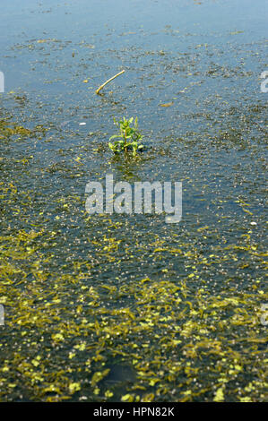 Blue Water-Speedwell, Veronica anagallis-aquatica growing in a farm pond amongst Water-Crowfoot and other water plants Stock Photo