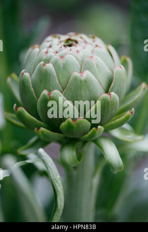 Globe artichoke growing in the garden UK Stock Photo