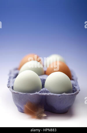 six multicoloured eggs in blue egg box with feather in foreground Stock Photo