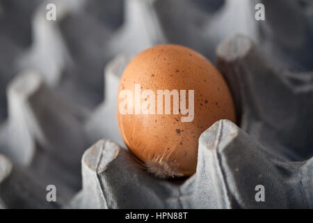 Speckled brown egg on blue egg tray with feather in foreground Stock Photo
