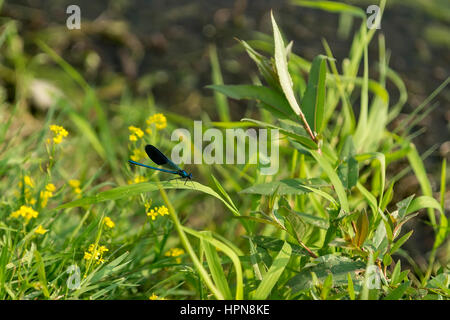 Dragonfly resting on a leaf next to river Stock Photo
